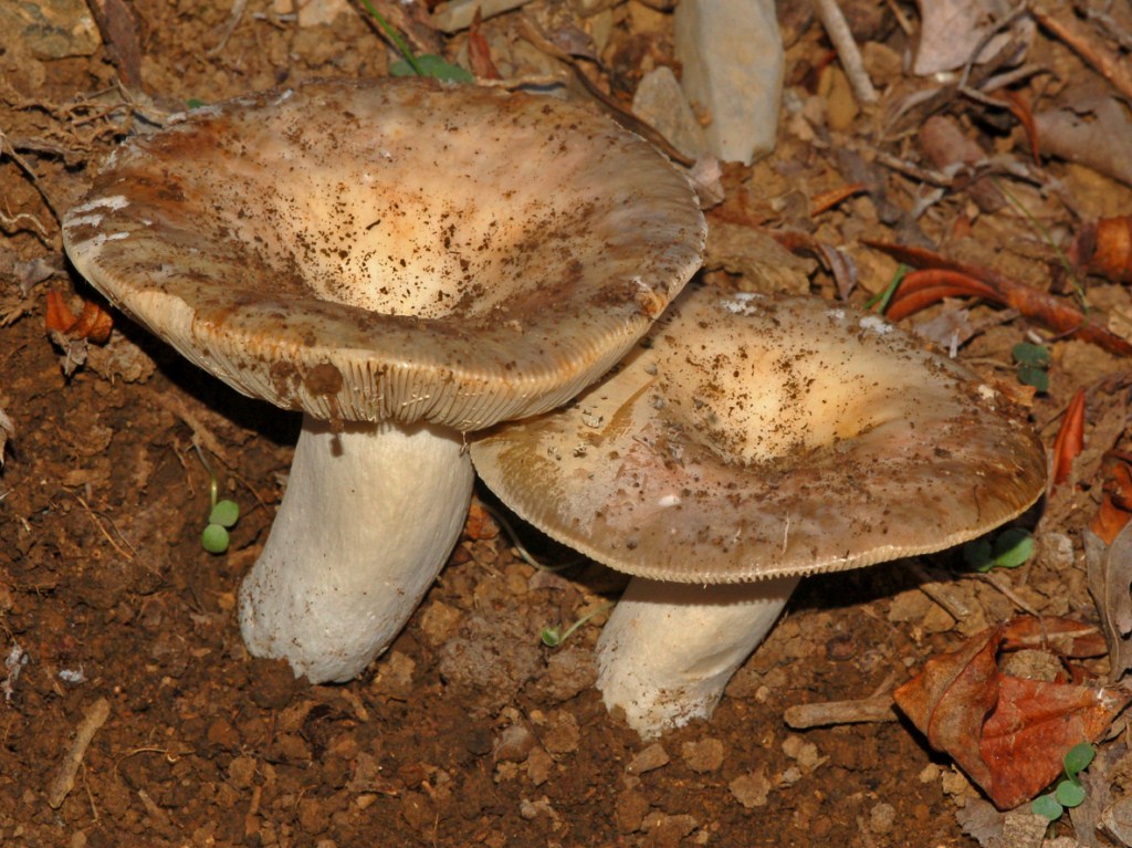 Due funghi dello scorso anno .....